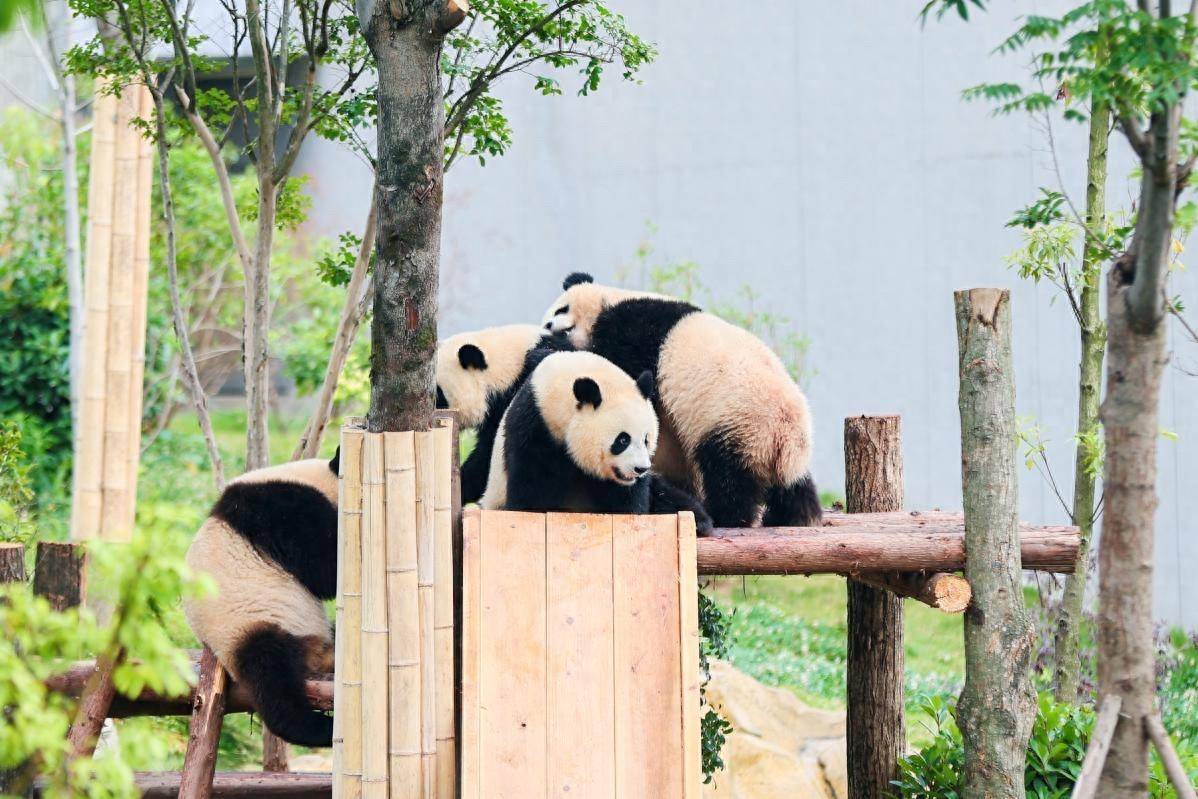 众盈娱乐登录-潮汕到成都旅游攻略，成都跟团游五天,超详细建议收藏