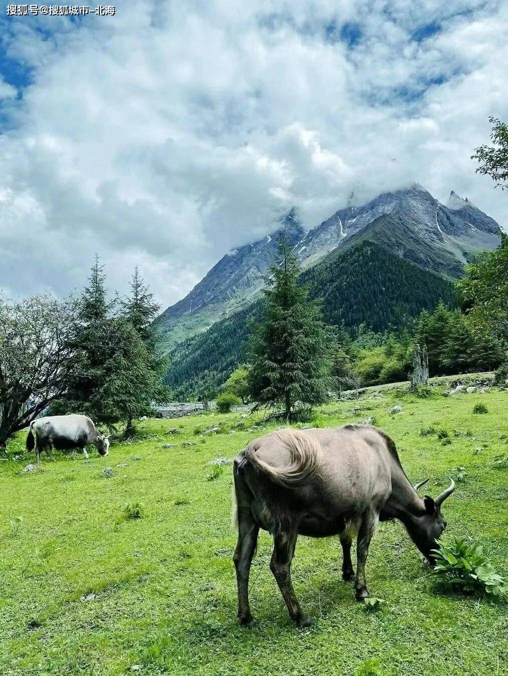 四川旅游四天攻略路线，找网友推荐的私人靠谱导游，体验超赞