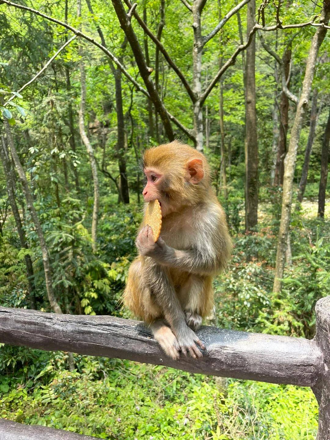 909彩票最新版下载-武汉到四川旅游自由行攻略 ,这篇旅游攻略，有一些真心话我想说.