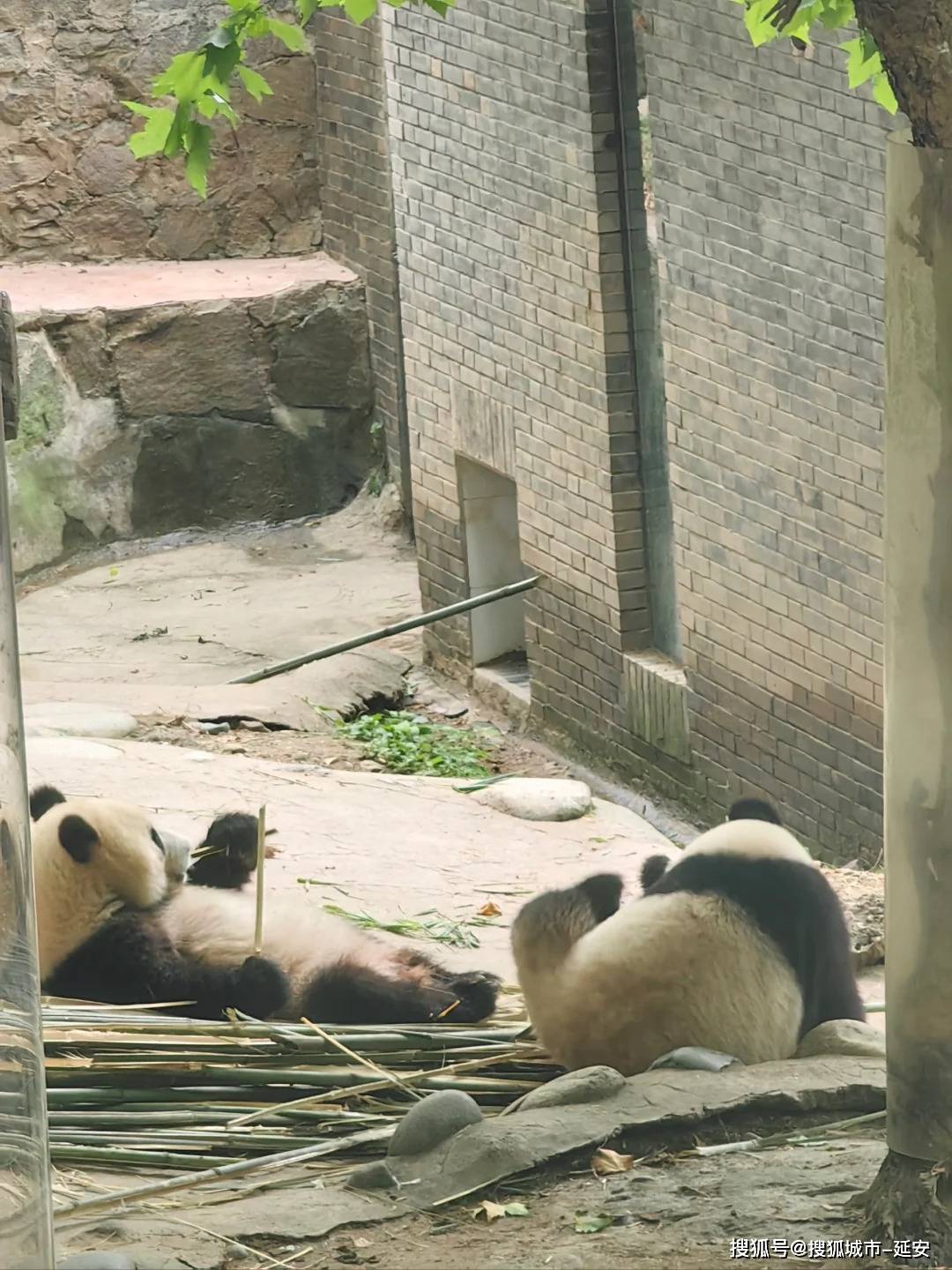 欢乐暗宝手机版下载-四川旅游八日游自由行攻略，独家揭秘！