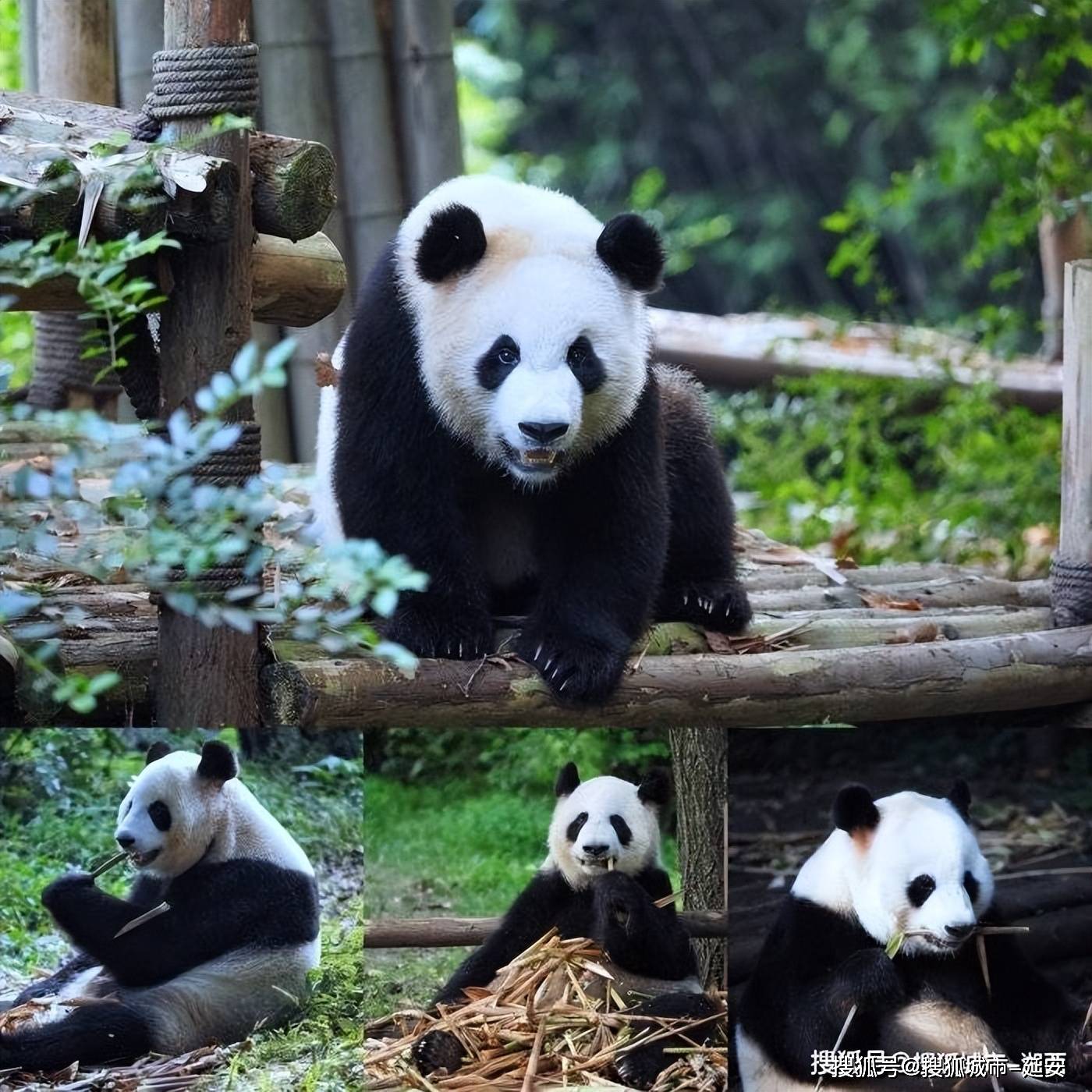 凤凰娱乐正常登录-穷游成都旅游七天行程规划，成都稻城亚丁旅游7日游人均费用多少