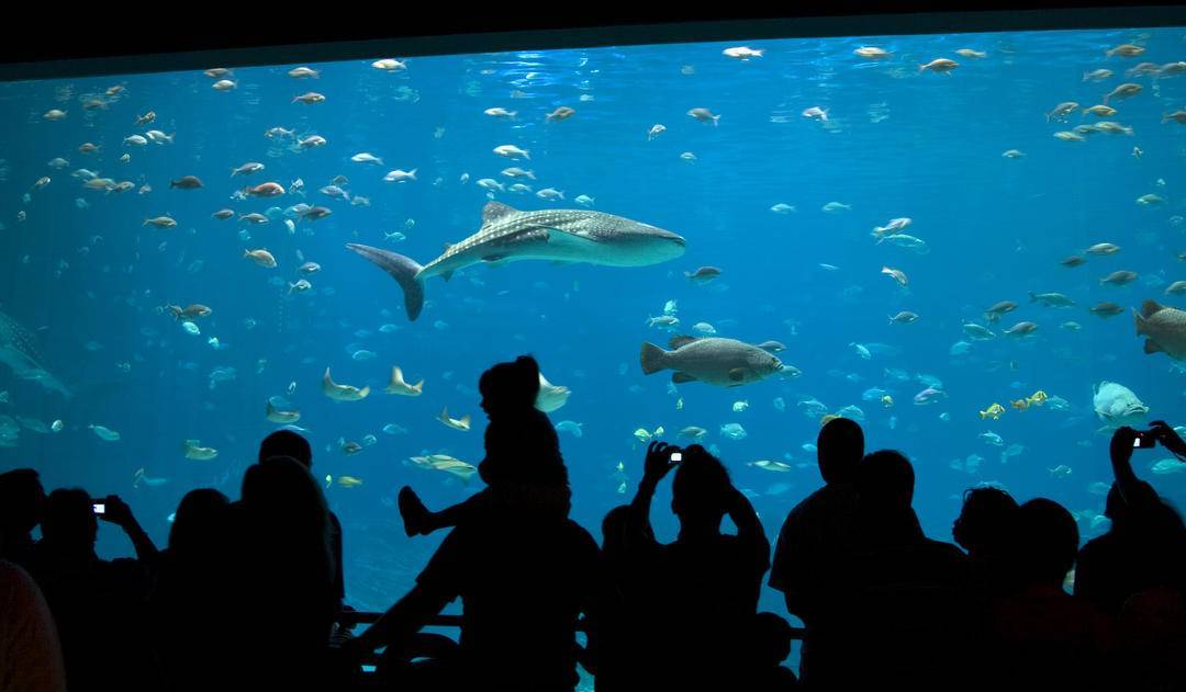 3d鳄鱼公园捕鱼-江苏旅游推介活动在纽约联合国总部举行