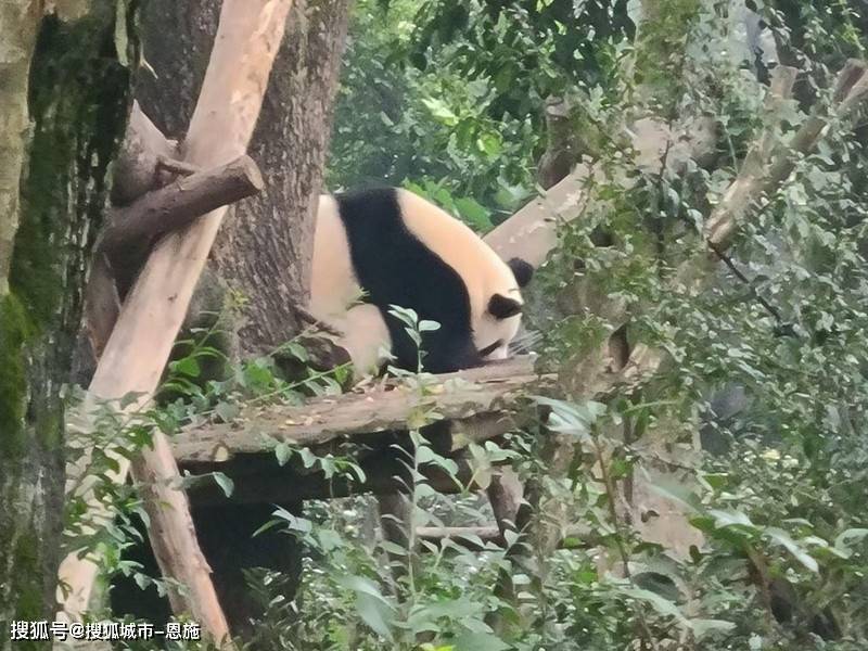 大众娱乐正版官网下载-去四川旅游5日游行程安排情况，第一次去必看攻略