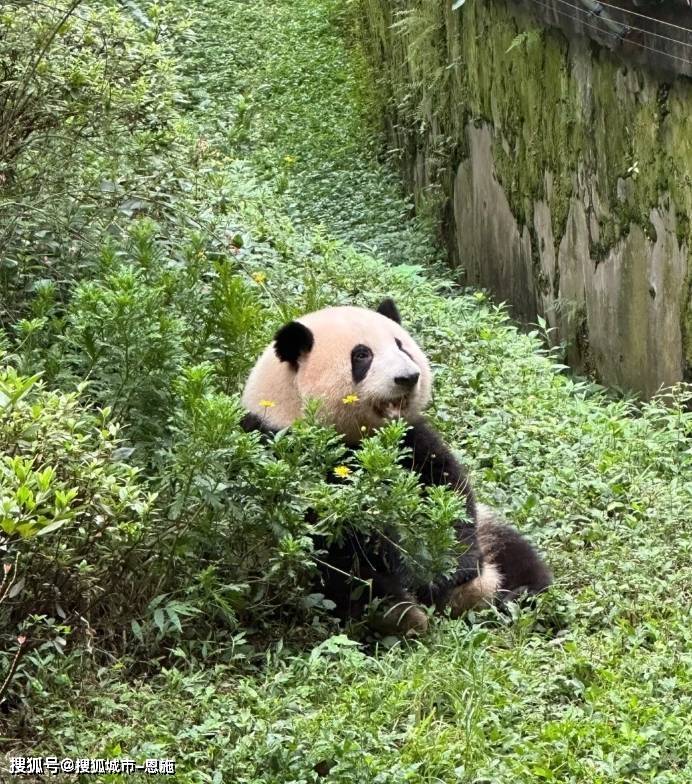 彩92彩票官网-去成都旅游一般得多少钱？成都旅游当地导游怎么找