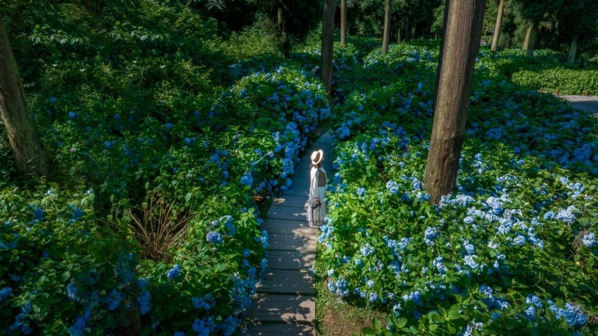 978cc彩票官方版下载苹果ios版-9月来四川成都旅游应该怎么玩，看这篇就足够了