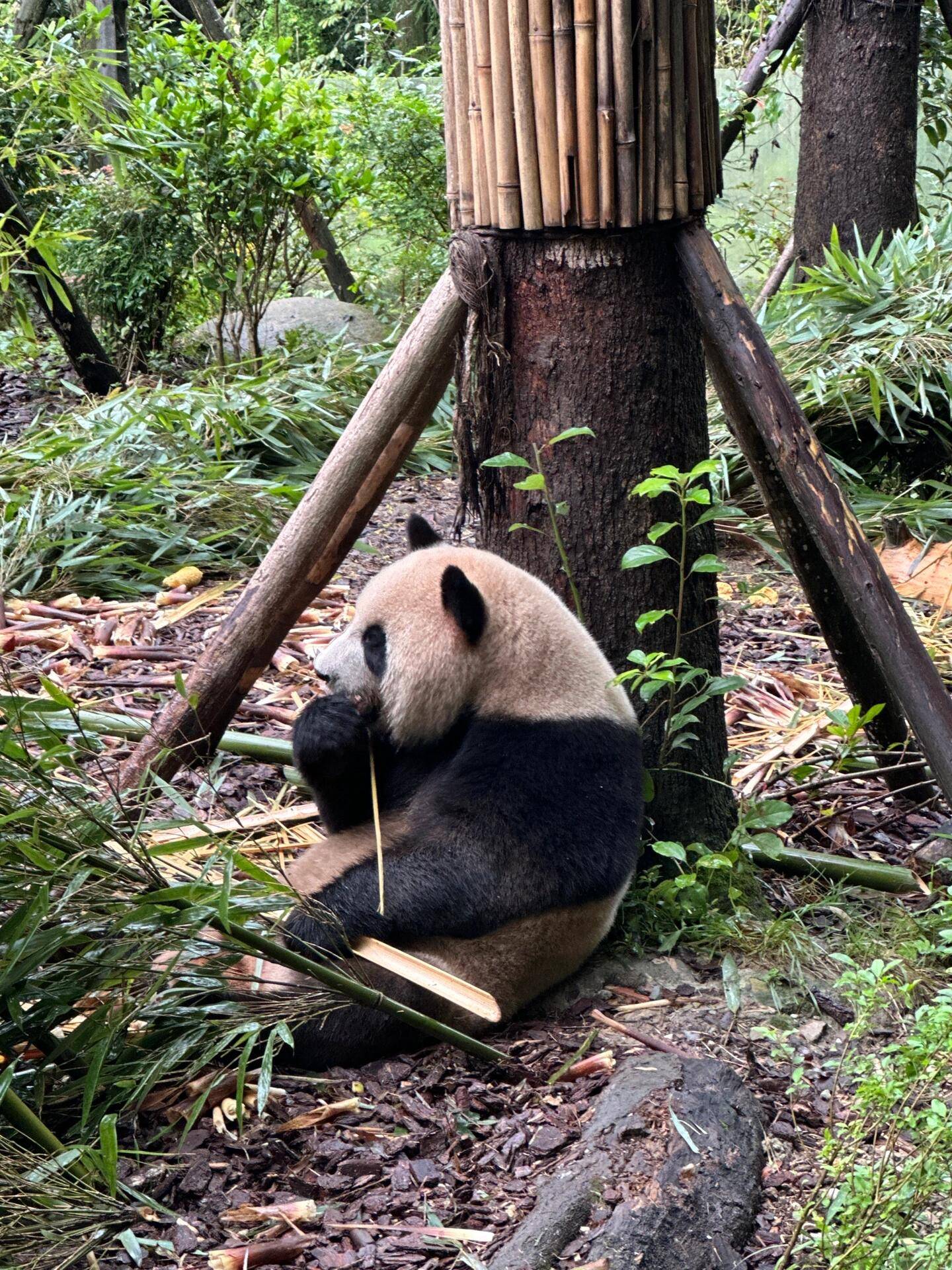 巴士彩票安卓下载-大连到成都旅游价格是多少 ,出行省钱尽情畅玩必备攻略