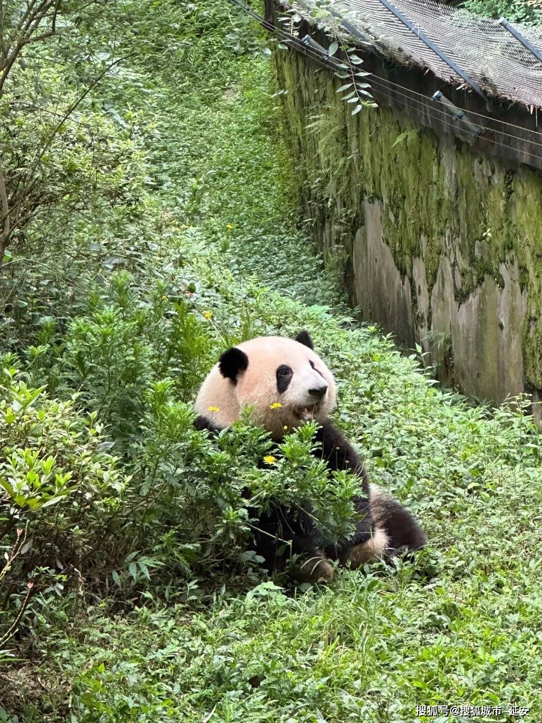 南通到四川旅游七天多少钱，和家人去四川价格多少，看完省钱一大半