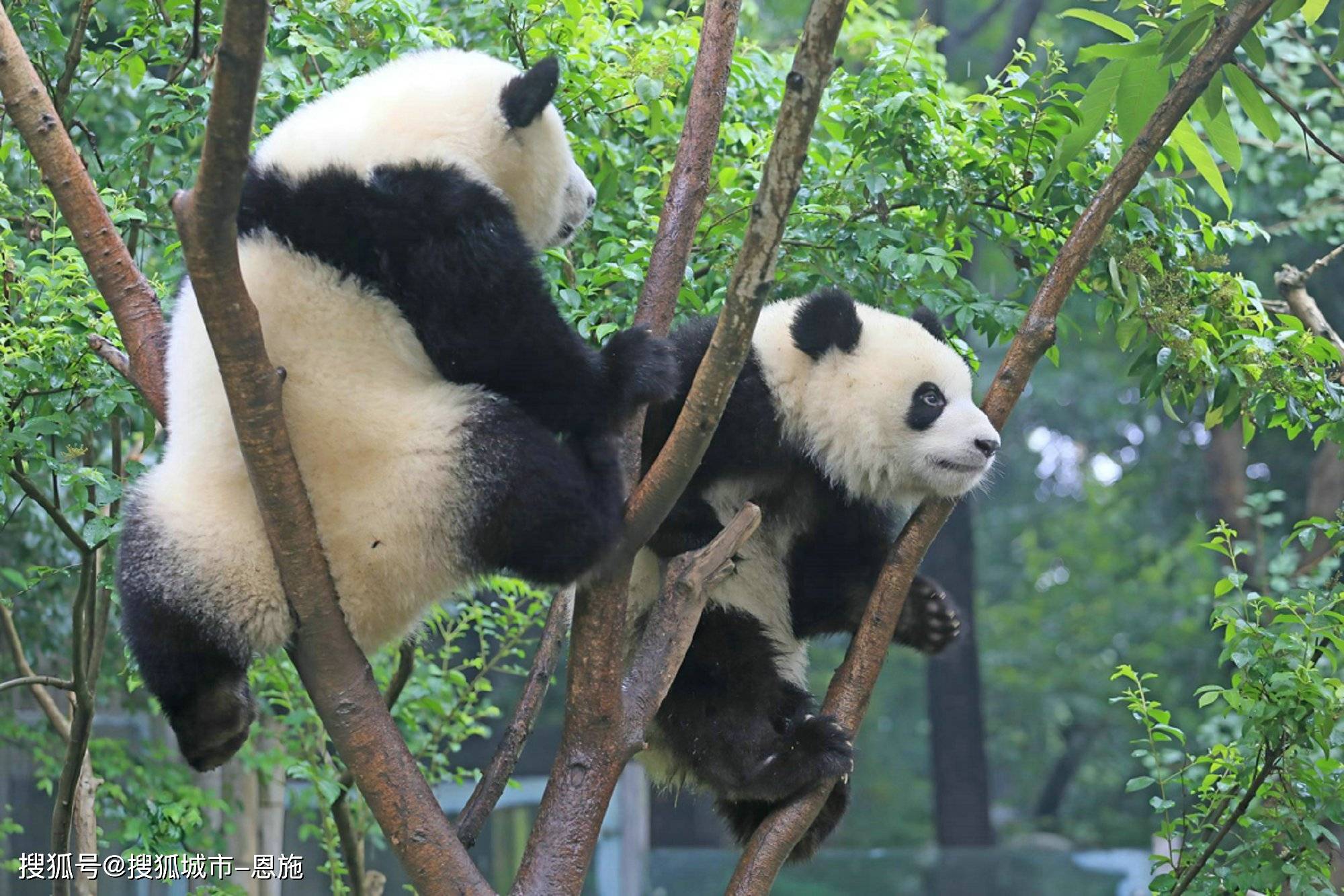 9o3好彩论坛-南昌去九寨沟五天四晚需要多少钱？2人去四川旅游5天花费多少，超详细攻略