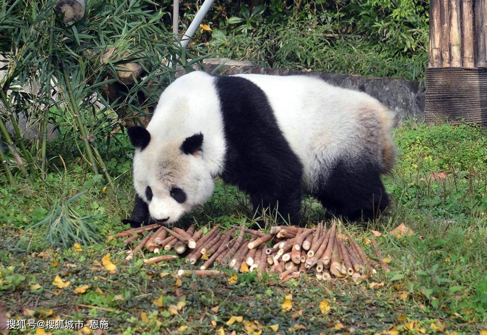 55如意彩票下载-去四川旅游自助游景点攻略，景点、住宿、美食分享