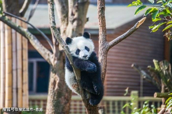 天辰娱乐登录测试-首次去四川旅游实用攻略，四川旅游五天四晚要多少钱？一定看